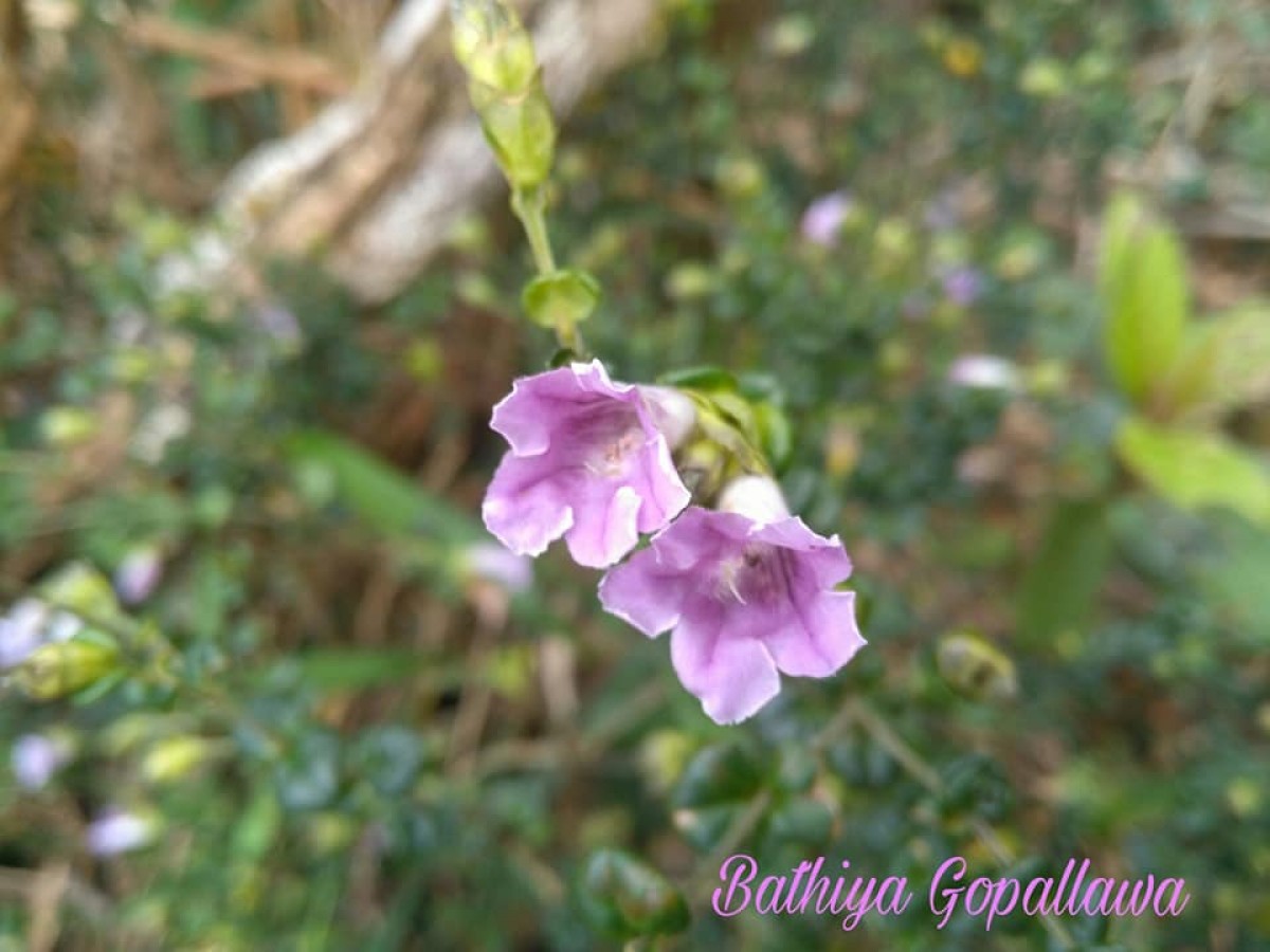 Strobilanthes punctata Nees